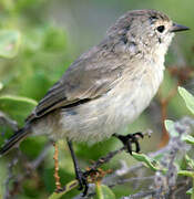 Grey Warbler-Finch