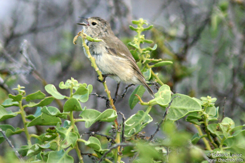 Grey Warbler-Finchadult