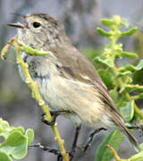 Grey Warbler-Finch