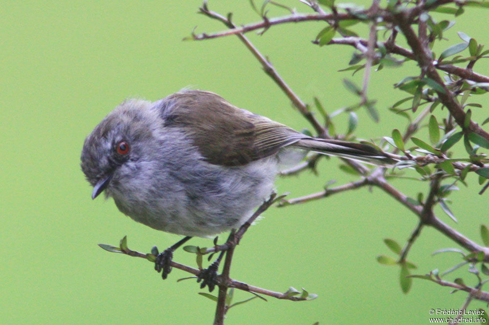 Grey Gerygoneadult, identification