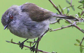 Grey Gerygone