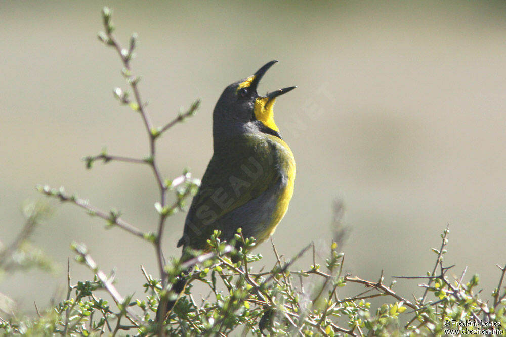 Bokmakierie male adult, identification, song