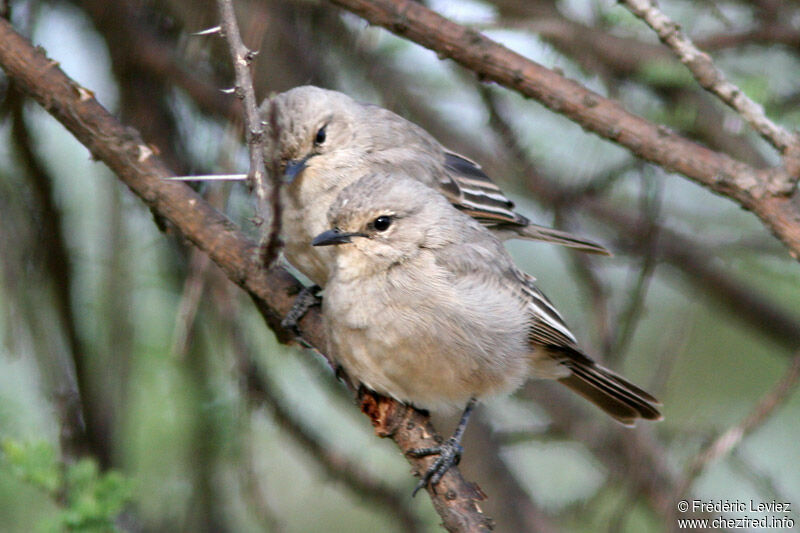 African Grey Flycatcher adult