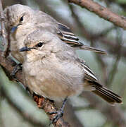 African Grey Flycatcher