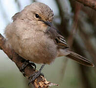 African Grey Flycatcher