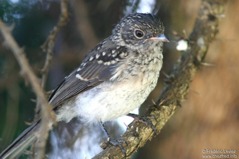 Abyssinian Slaty Flycatcherjuvenile