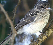 Abyssinian Slaty Flycatcher