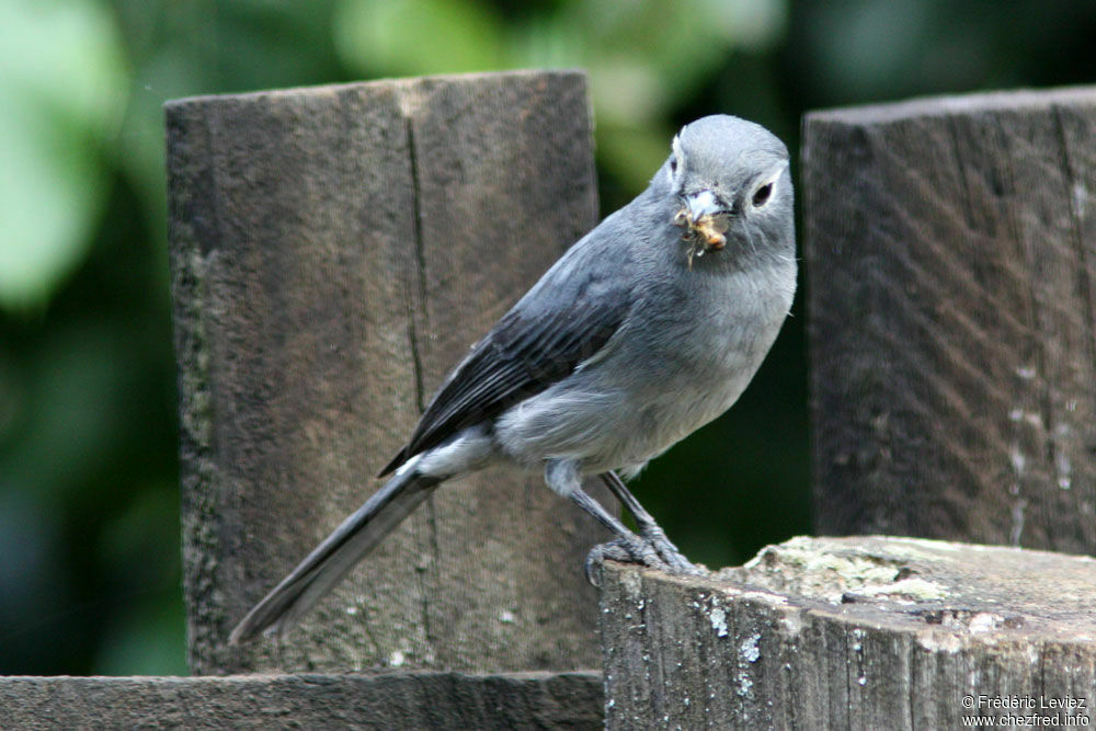 White-eyed Slaty Flycatcheradult, identification