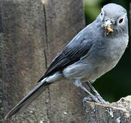 White-eyed Slaty Flycatcher