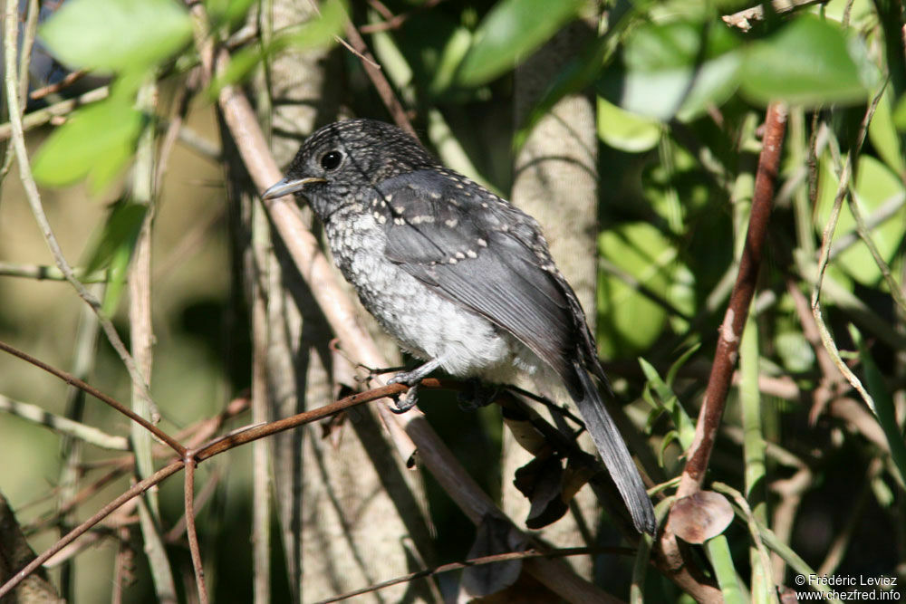 Gobemouche de Fischerjuvénile, identification