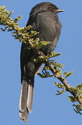 Northern Black Flycatcher