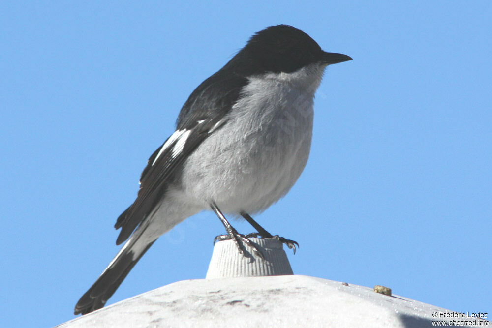 Fiscal Flycatcheradult, identification