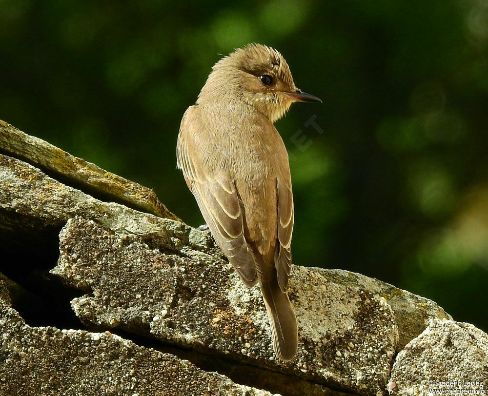 Spotted Flycatcheradult, identification, close-up portrait