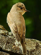 Spotted Flycatcher