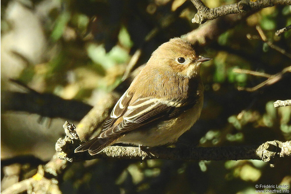 European Pied Flycatcher, identification, close-up portrait