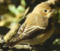 European Pied Flycatcher