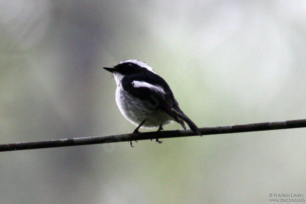 Little Pied Flycatcher male adult, identification