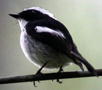 Little Pied Flycatcher