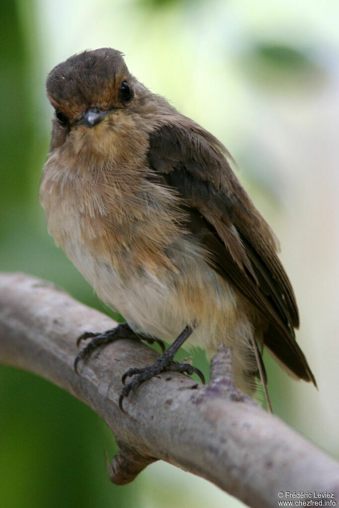 Gobemouche sombre