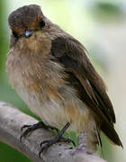 African Dusky Flycatcher