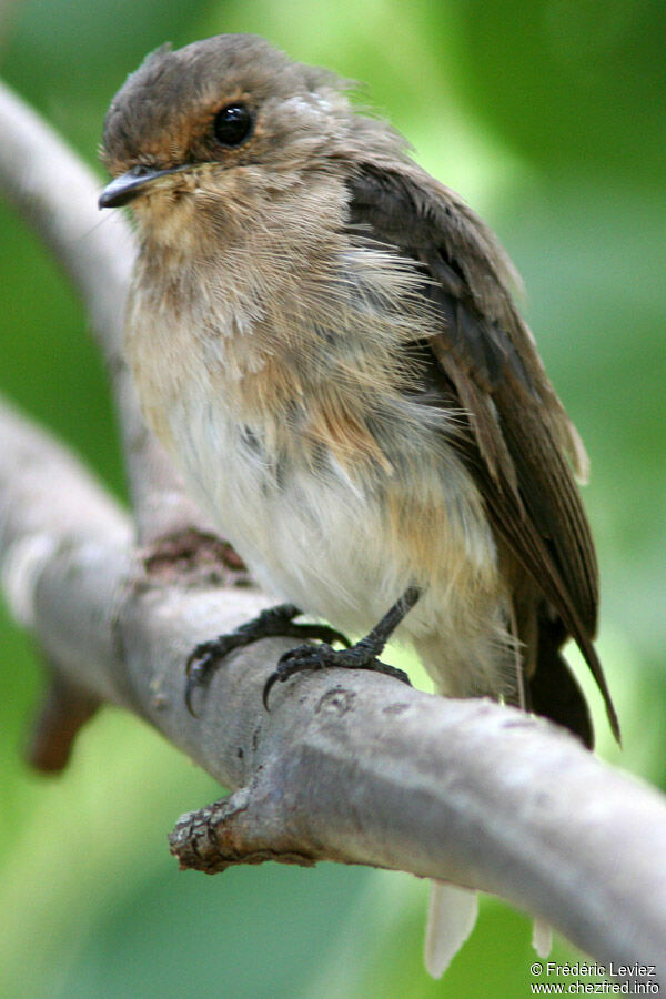 Gobemouche sombre