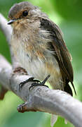 African Dusky Flycatcher