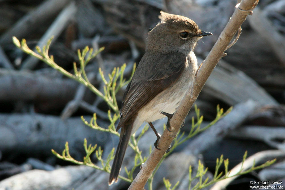 Gobemouche sombreadulte, identification