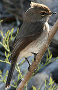 African Dusky Flycatcher