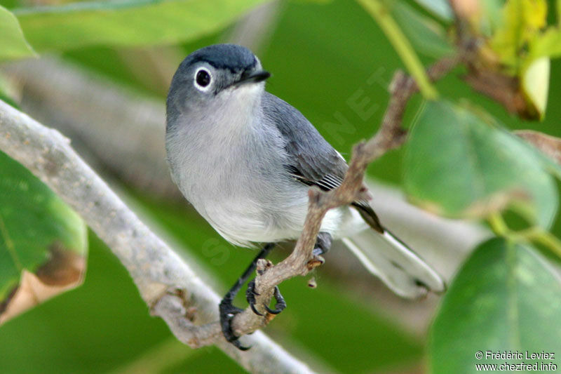 Blue-grey Gnatcatcheradult