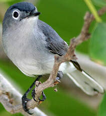 Gobemoucheron gris-bleu