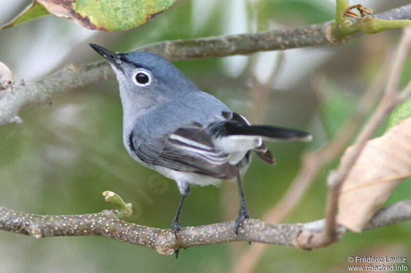 Blue-grey Gnatcatcheradult