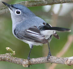 Gobemoucheron gris-bleu