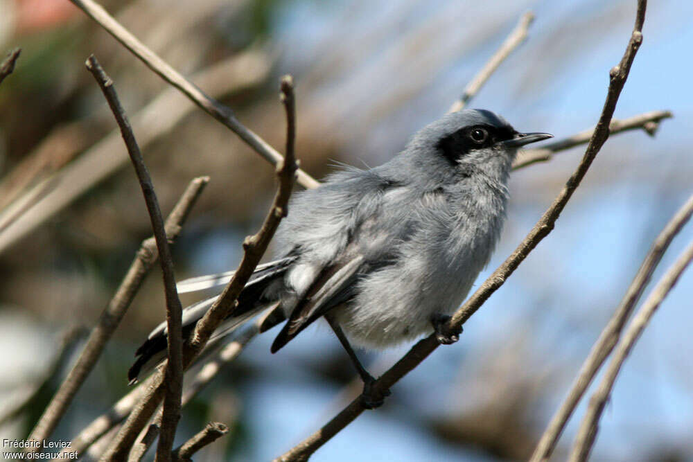 Masked Gnatcatcher male adult, identification