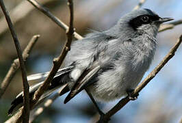 Masked Gnatcatcher