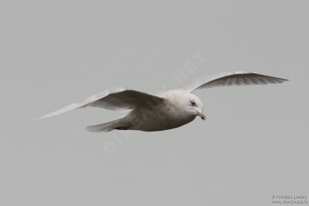 Iceland GullFourth year, Flight