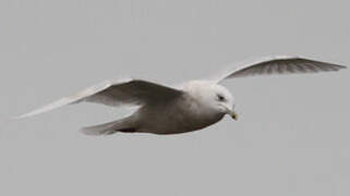 Iceland Gull