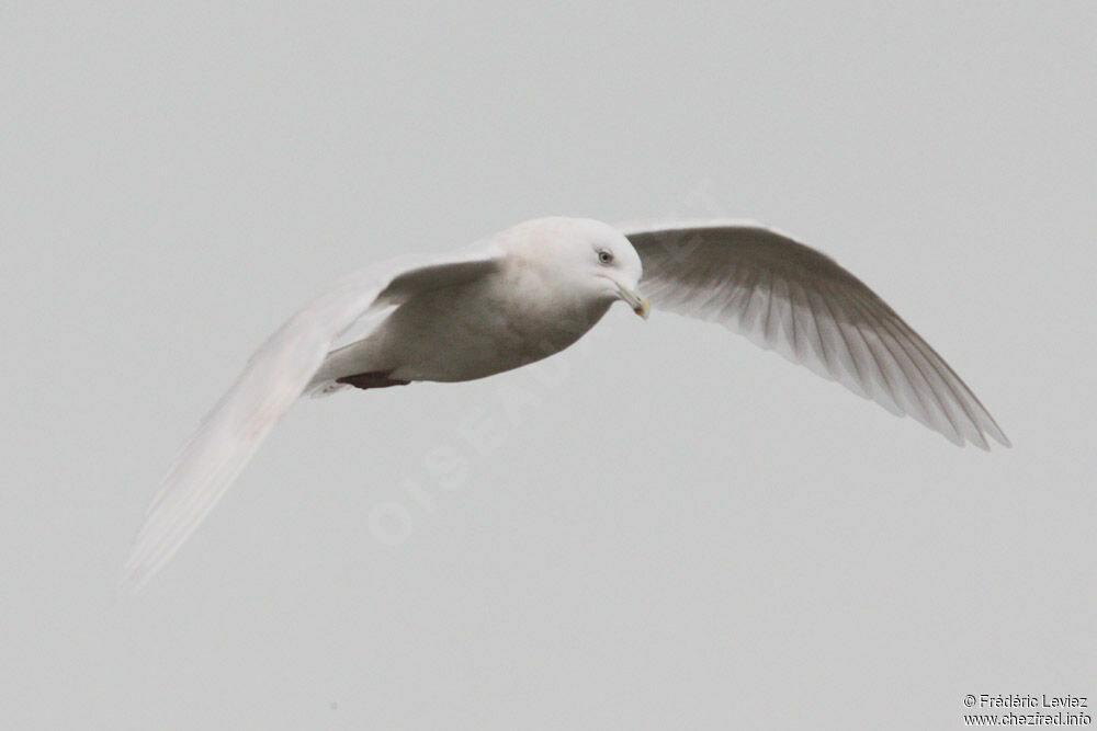 Goéland à ailes blanches4ème année, Vol