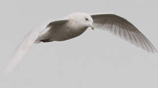 Iceland Gull