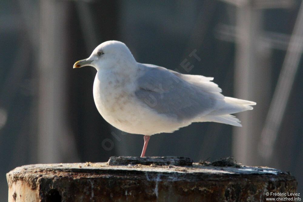 Iceland GullFourth year, identification