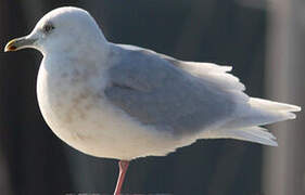 Iceland Gull