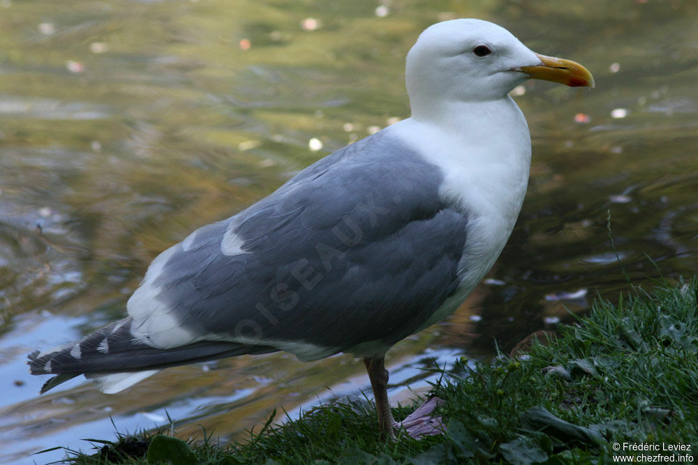 Glaucous-winged Gulladult, identification