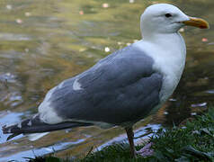 Glaucous-winged Gull