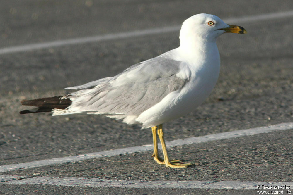 Ring-billed Gulladult, identification