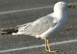 Ring-billed Gull