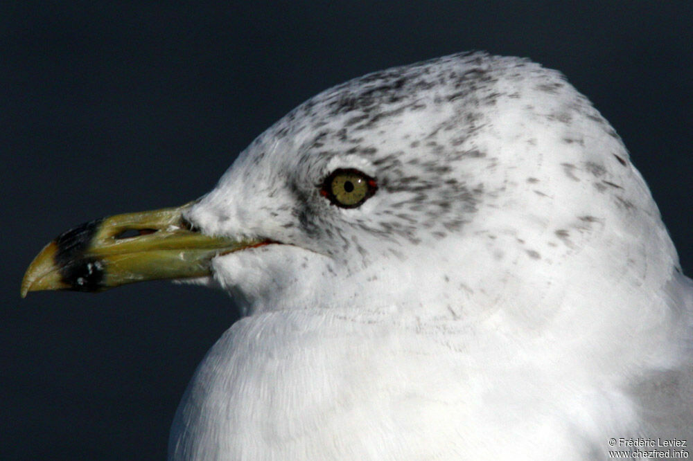 Ring-billed Gulladult post breeding, identification