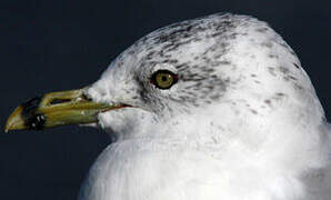 Ring-billed Gull