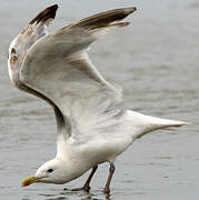 European Herring Gull