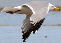 European Herring Gull