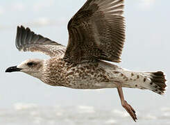 European Herring Gull