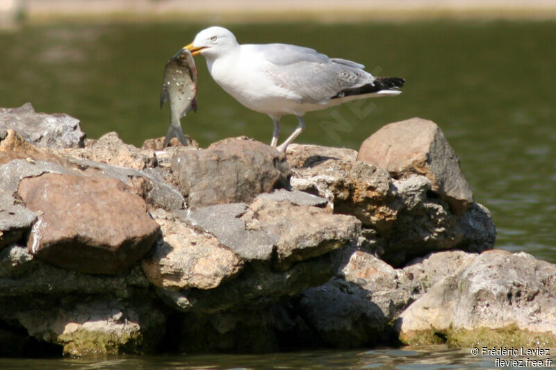 European Herring GullThird  year, feeding habits